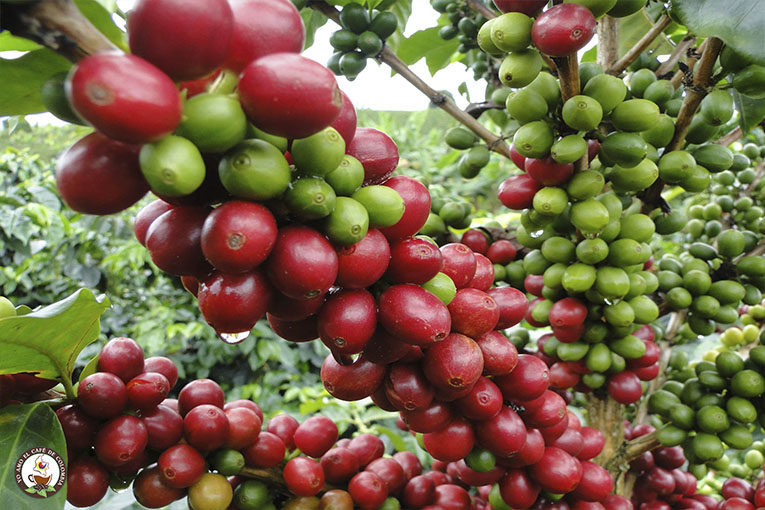 Taxonomía del café