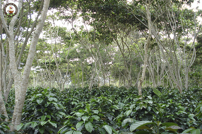 razones para preferir el café cultivado bajo sombra