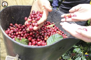 Café de Colombia