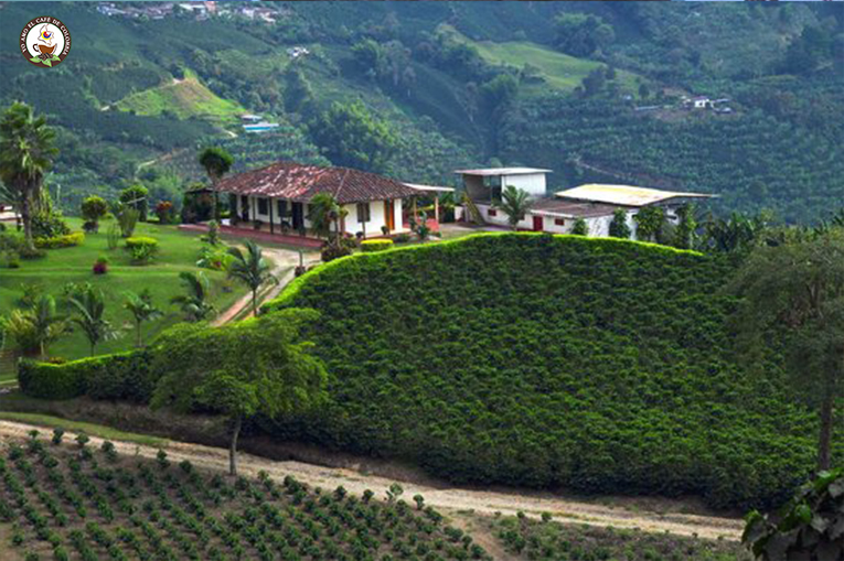 Café de Risaralda