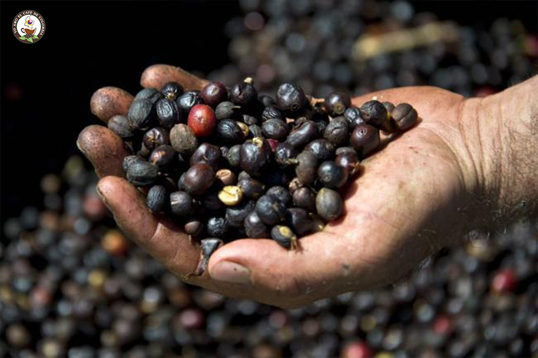 Café afectado por el verano