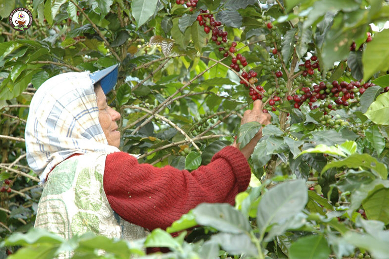 Mujeres cafeteras