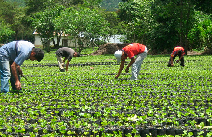 Caficultores Colombianos