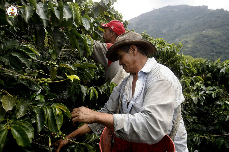 Recolectores de café
