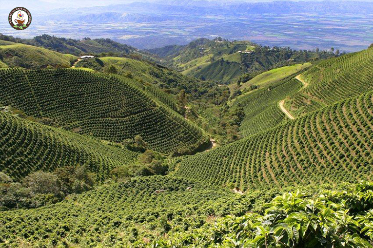 Conoce el Clima óptimo para un cultivo de café