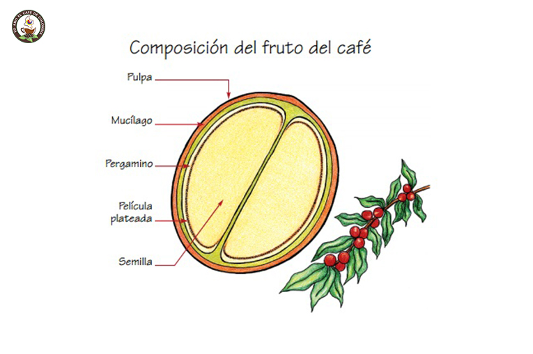 COMPOSICIÓN DEL FRUTO DEL CAFÉ