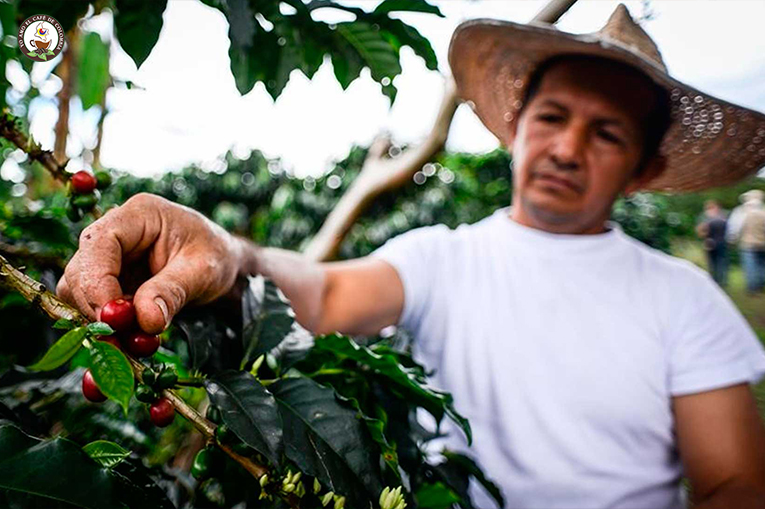 Sustancial aumento en registro de nuevos exportadores de café de Colombia