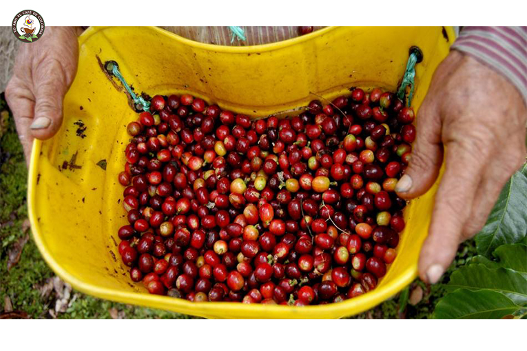 La oferta mundial de café