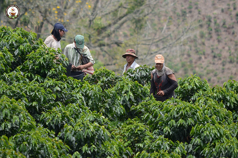 Se necesitan recolectores de café