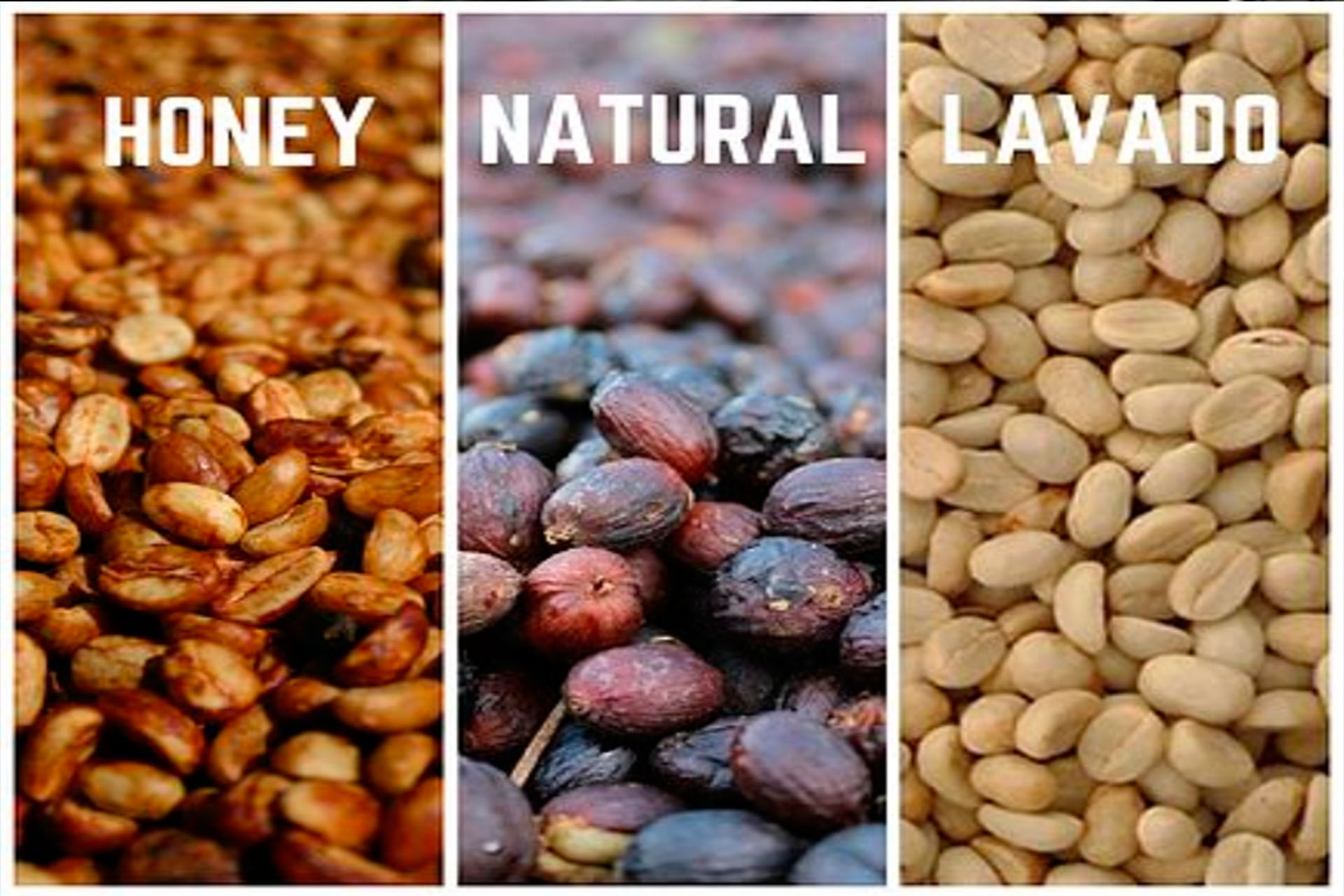 Procesos del Café: Lavado, Natural y Honey