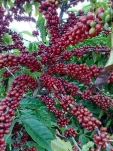 Café de Colombia