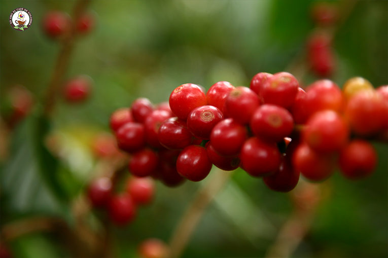 Producción de Café de Colombia crece 5% en últimos 12 meses