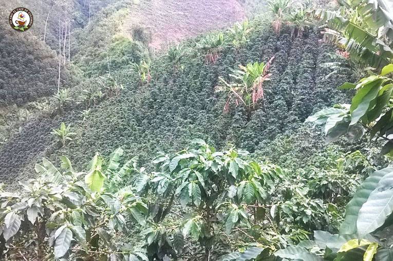 Paisaje Cafetero Colombiano
