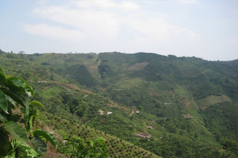 Café de Risaralda Colombia