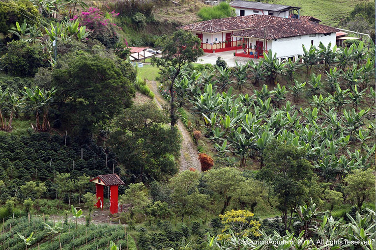 Finca cafetera Colombiana