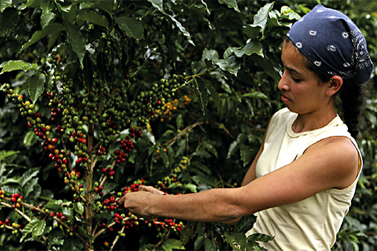 Mujeres Cafeteras de Colombia