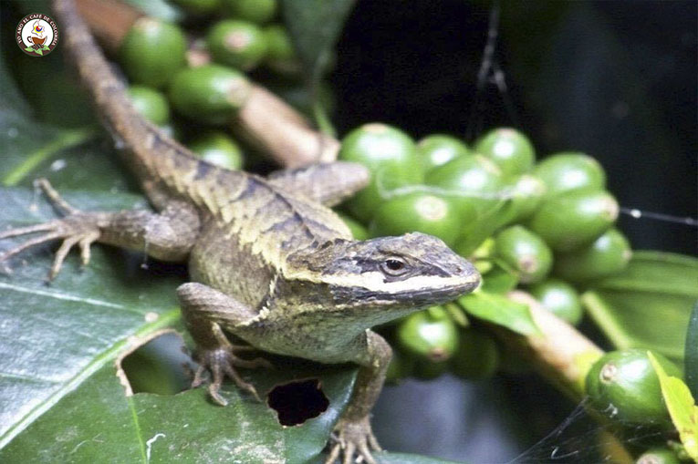 Un lagarto que podría salvar a los cafetales