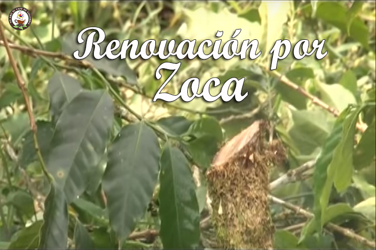 Renovacion por zoca