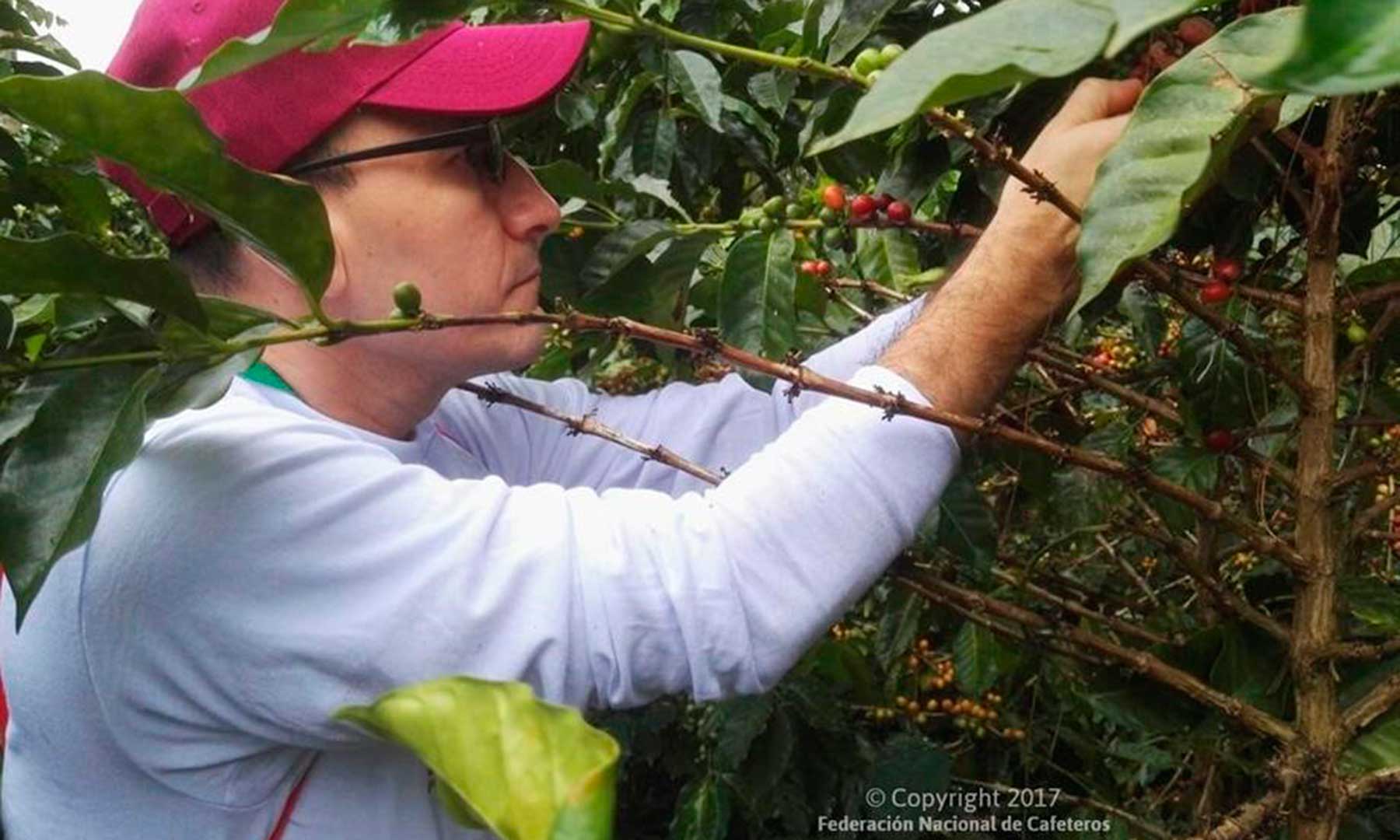 El café más suave del mundo mejora su calidad