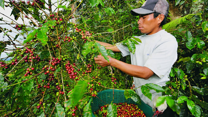 Café de Panama