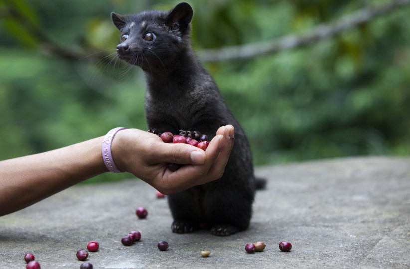 Indonesians Farm Civet Cats To Produce World's Most Valuable Coffee
