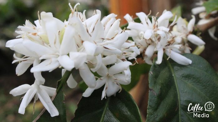 Flor de café
