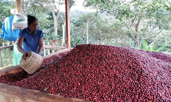 Cerezas pulpa de cafe