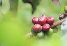 9 datos históricos del café