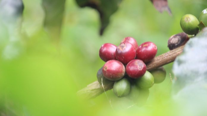 cropped-IMG_0567.jpg