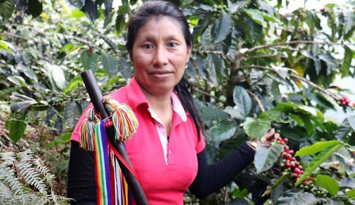 Indígenas producen café orgánico con sabor a exportación