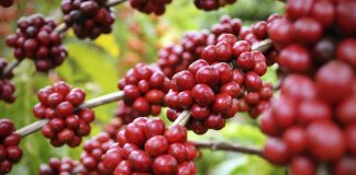 Ranking de los departamentos productores de café en Colombia