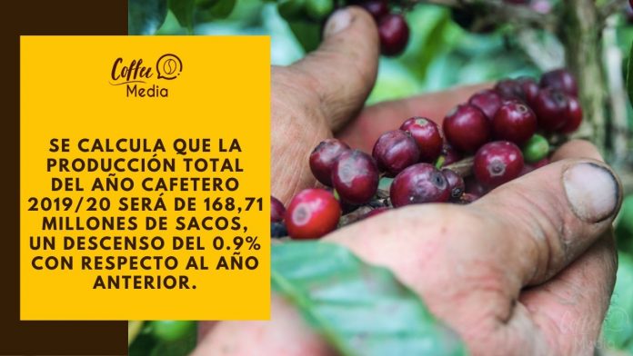 A la baja la producción mundial de café