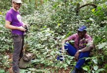 Redescubren especie de café resistente a cambios climáticos