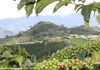 Colombia produjo 12,65 millones de sacos durante el año cafetero 2025-2026, un 15 % menos que el periodo anterior