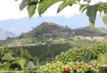 Colombia produjo 12,65 millones de sacos durante el año cafetero 2025-2026, un 15 % menos que el periodo anterior