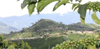 Colombia produjo 12,65 millones de sacos durante el año cafetero 2025-2026, un 15 % menos que el periodo anterior