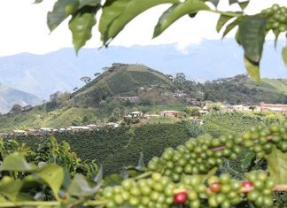 Colombia produjo 12,65 millones de sacos durante el año cafetero 2025-2026, un 15 % menos que el periodo anterior