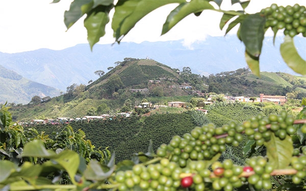Colombia produjo 12,65 millones de sacos durante el año cafetero 2025-2026, un 15 % menos que el periodo anterior