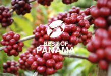 Así fue como Panamá logró posicionar sus cafés y conseguir récord mundiales