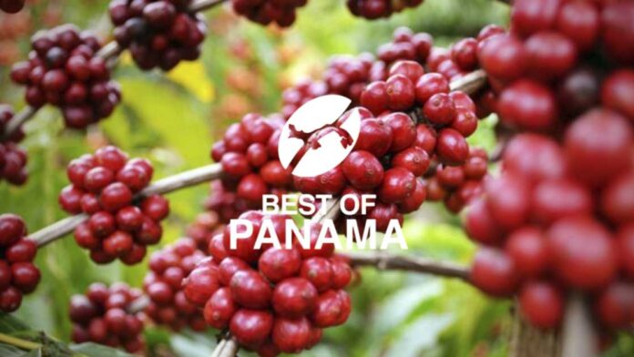 Cafés de Panama