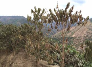 El cambio climático impacta el café en Colombia: menos floración, más broca y producción en riesgo